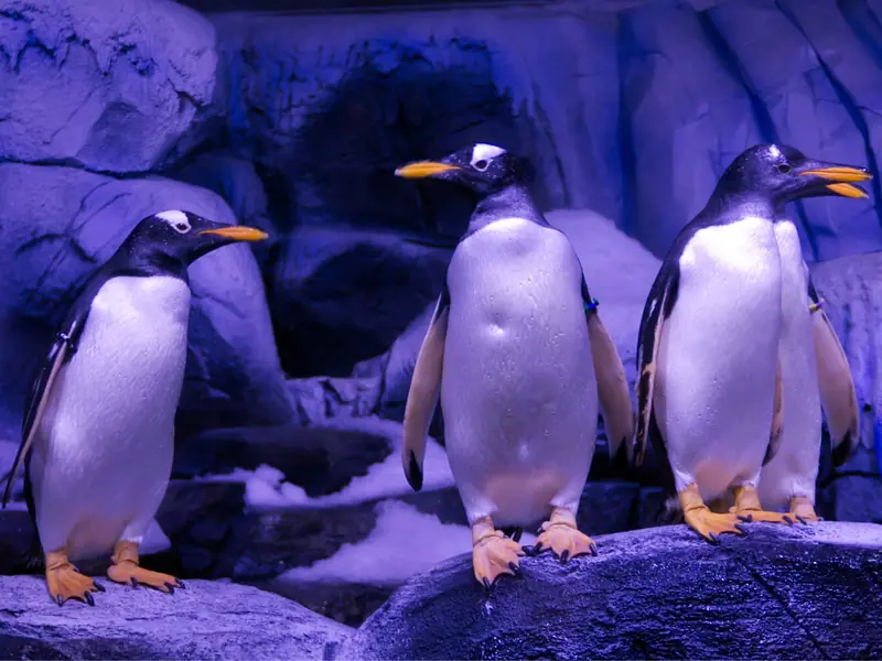 Penguenler